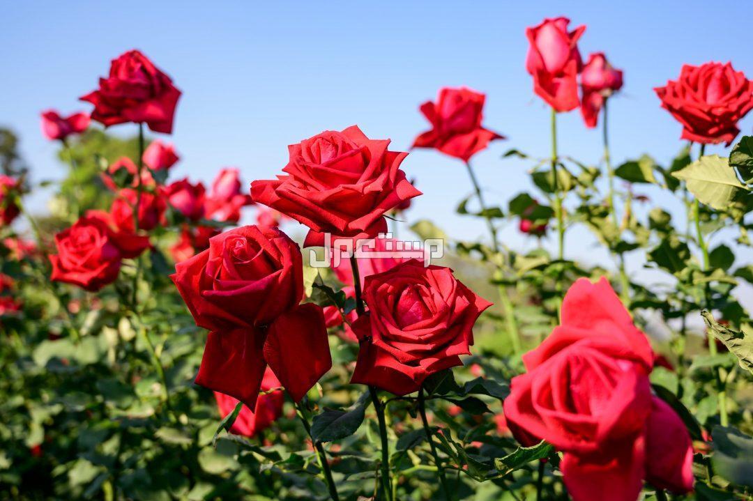 أنواع الورد بالصور والاسماء.. قائمة بأجمل الورود الطبيعية النادرة أنواع الورد الطبيعي النادر
