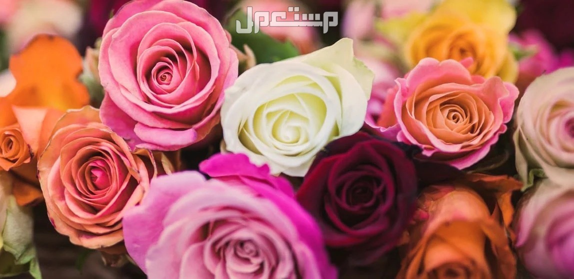 أنواع الورد بالصور والاسماء.. إليك قائمة بأجمل الورود الطبيعية النادرة الورود ذات الرائحة الأفضل