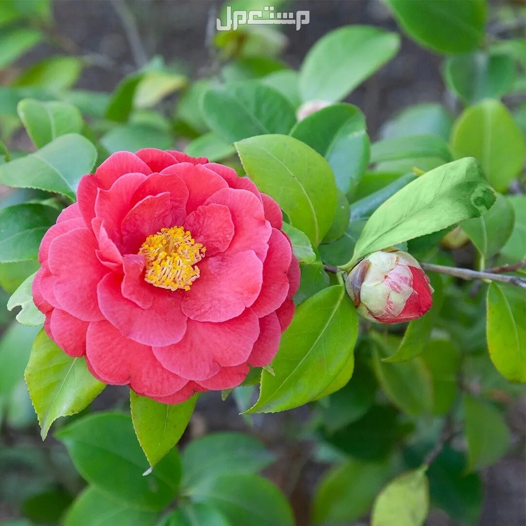 أنواع الورد بالصور والاسماء.. إليك قائمة بأجمل الورود الطبيعية النادرة ورود الكاميليا Camellia