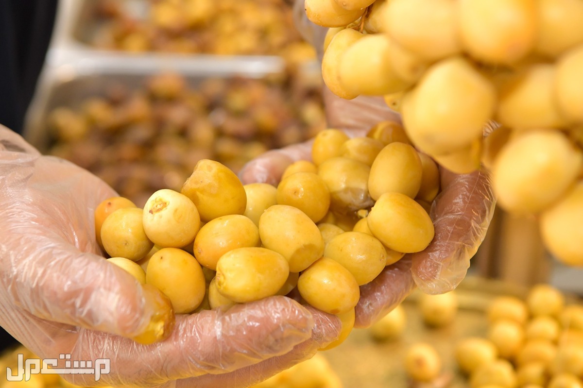 أفضل أنواع التمر بالصور.. 6 أنواع تعرف عليها تمر البرحي