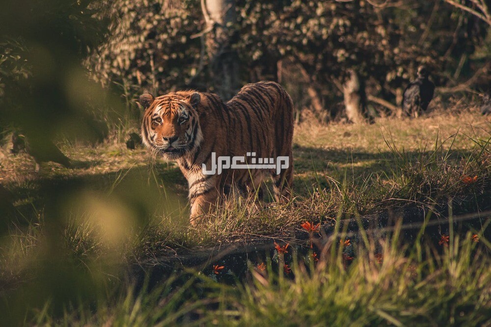 تفسير حلم النمر في المنام حلم النمر في المنام