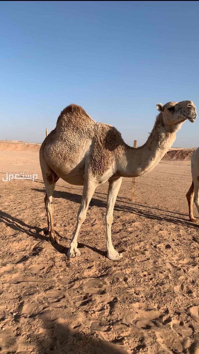 نياق وضح لقحات للبيع