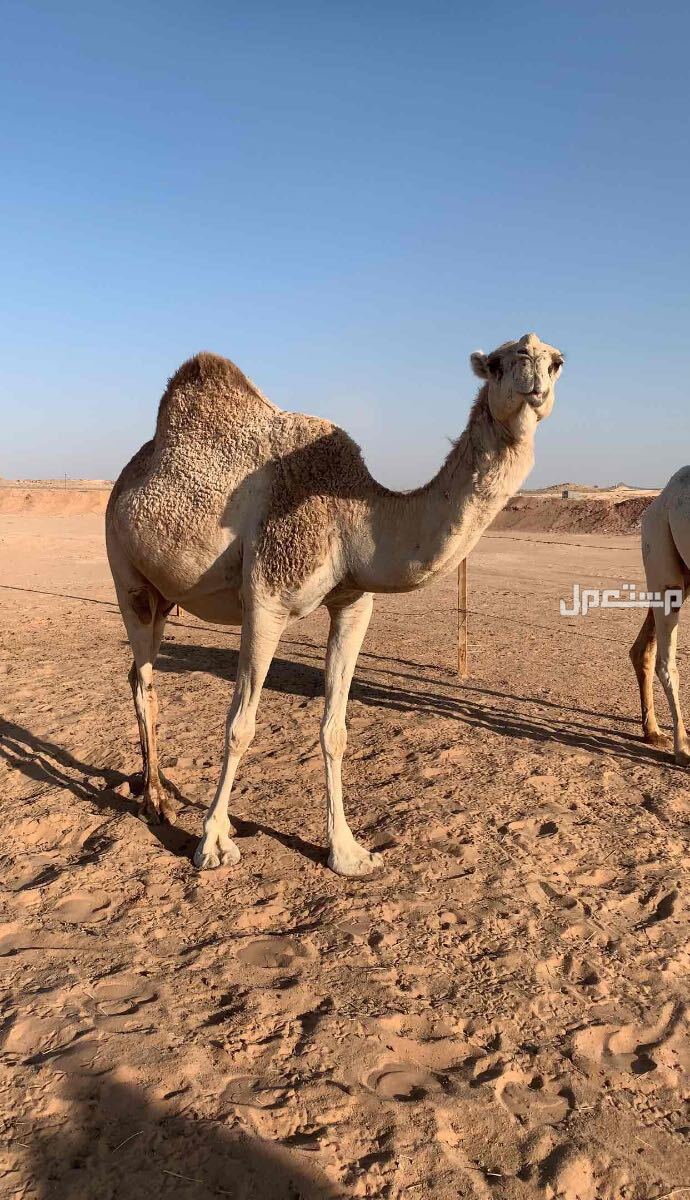 نياق وضح لقحات للبيع