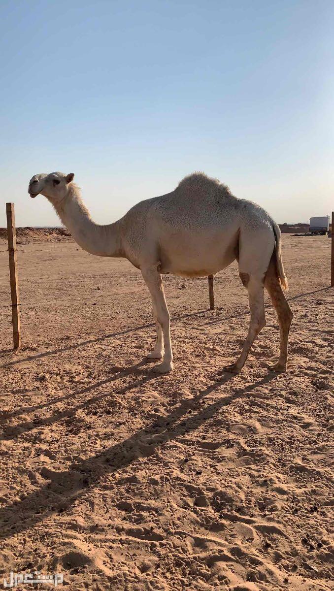 نياق وضح لقحات للبيع