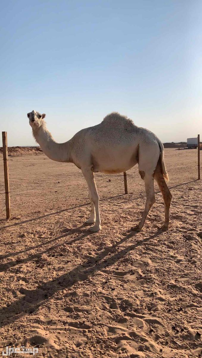نياق وضح لقحات للبيع