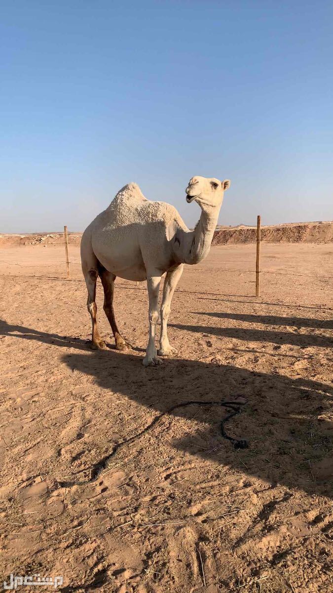 نياق وضح لقحات للبيع