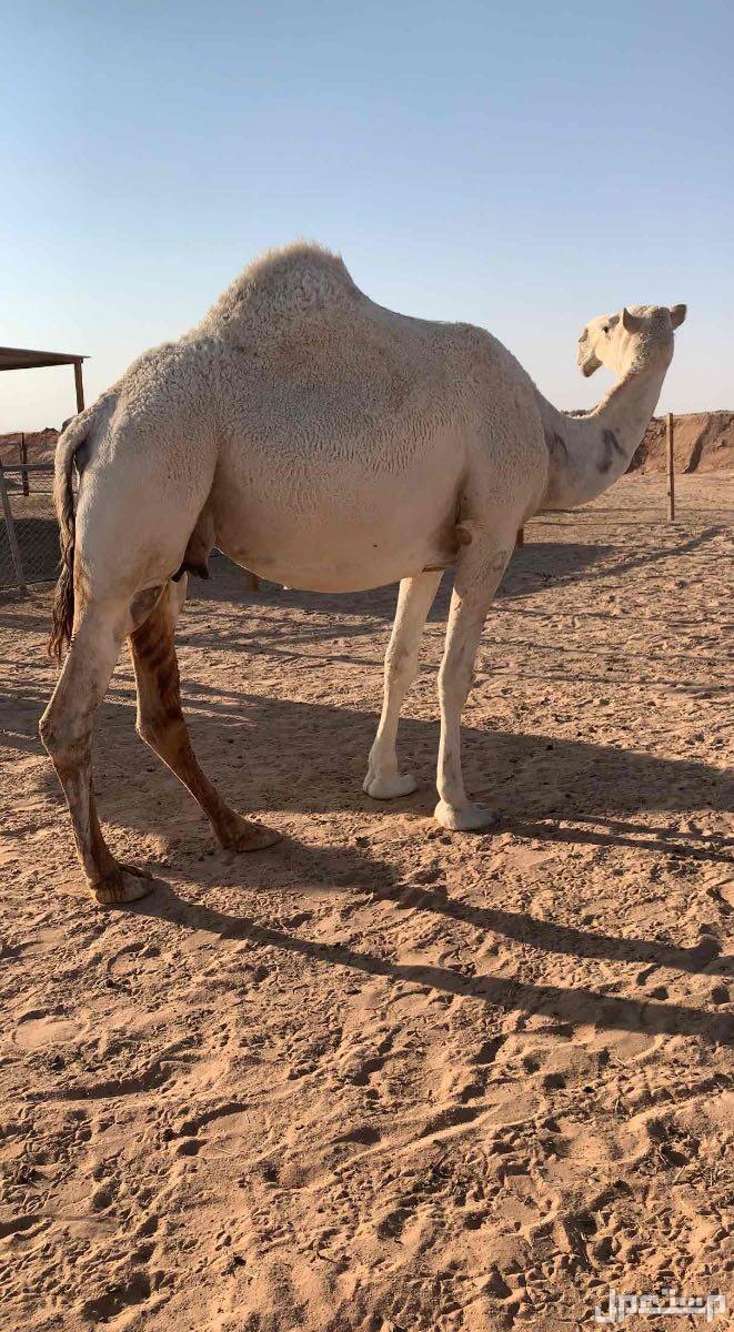 نياق وضح لقحات للبيع
