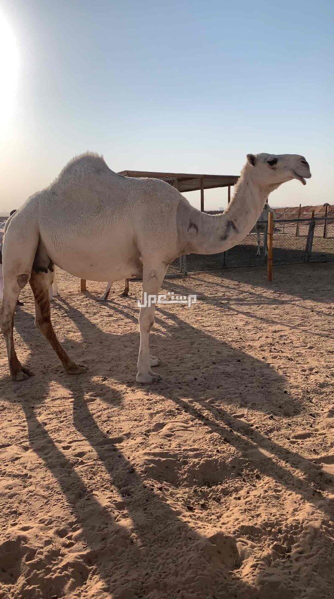نياق وضح لقحات للبيع