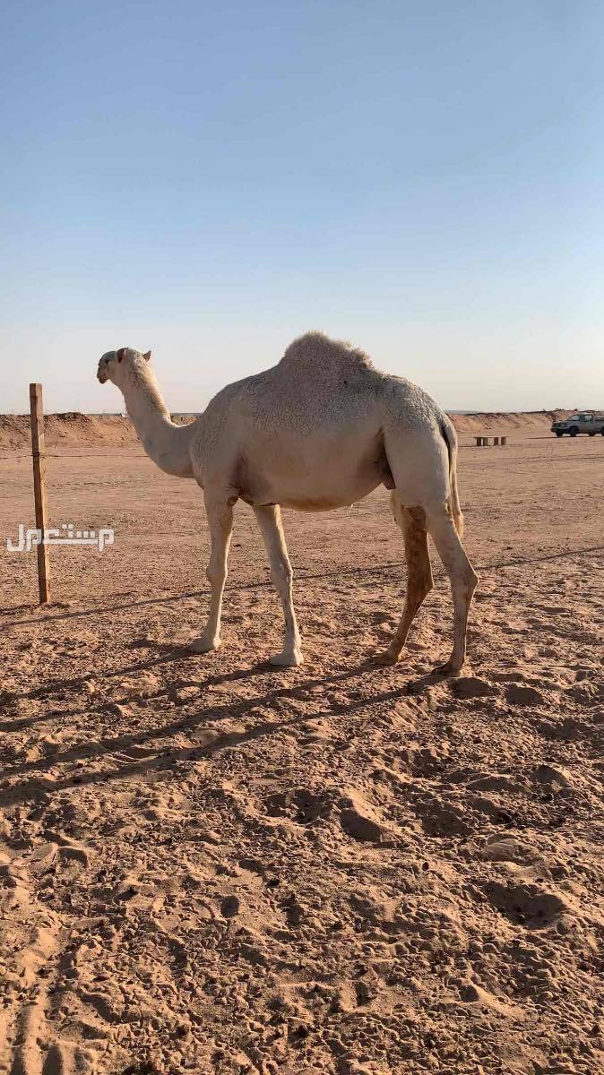 نياق وضح لقحات للبيع