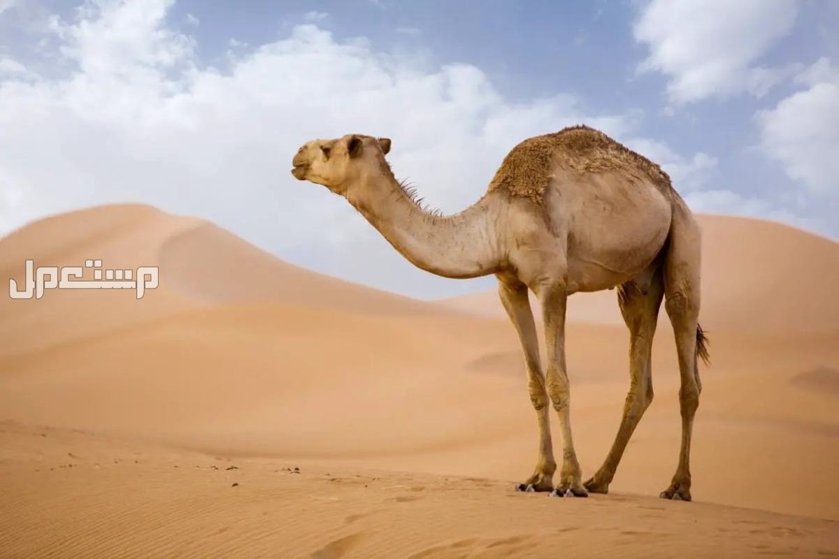 تفسير رؤية الجمل في المنام للرجل والمرأة .. هل خير أم شر؟ تفسير رؤية الجمل في المنام