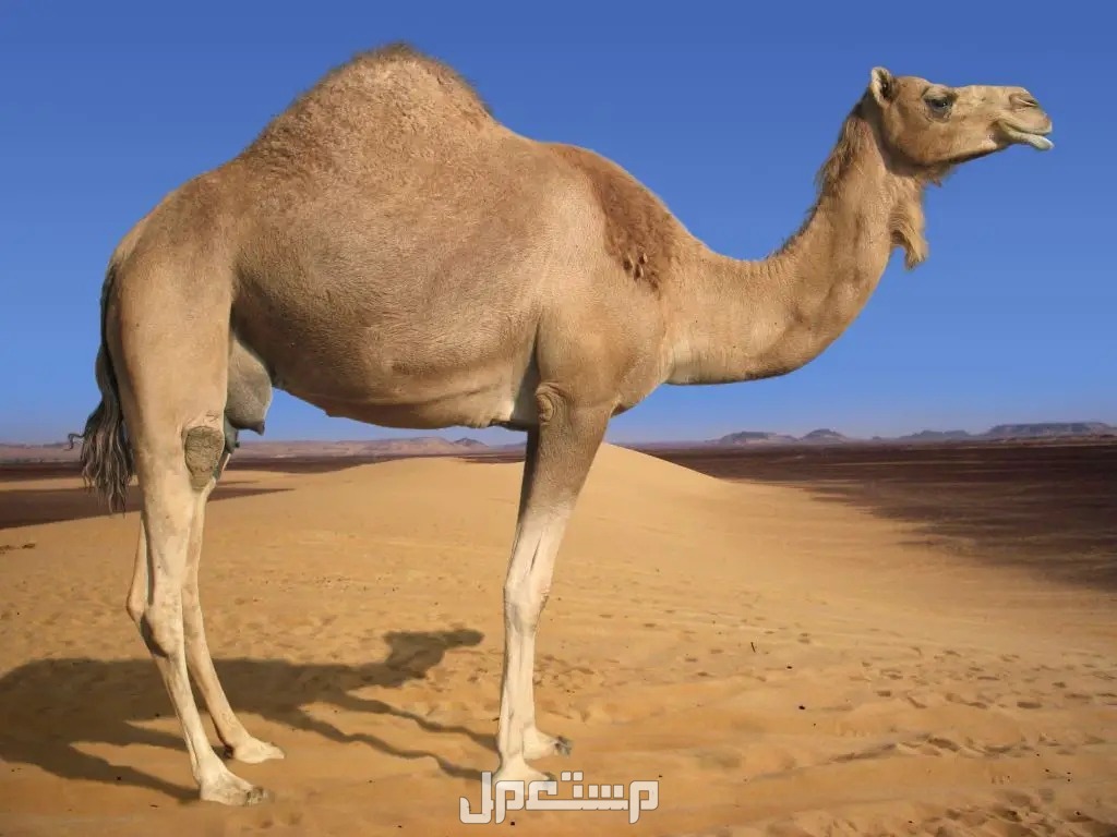 تفسير رؤية الجمل في المنام للرجل والمرأة .. هل خير أم شر؟ تفسير رؤية الجمل في المنام للرجل والمرأة