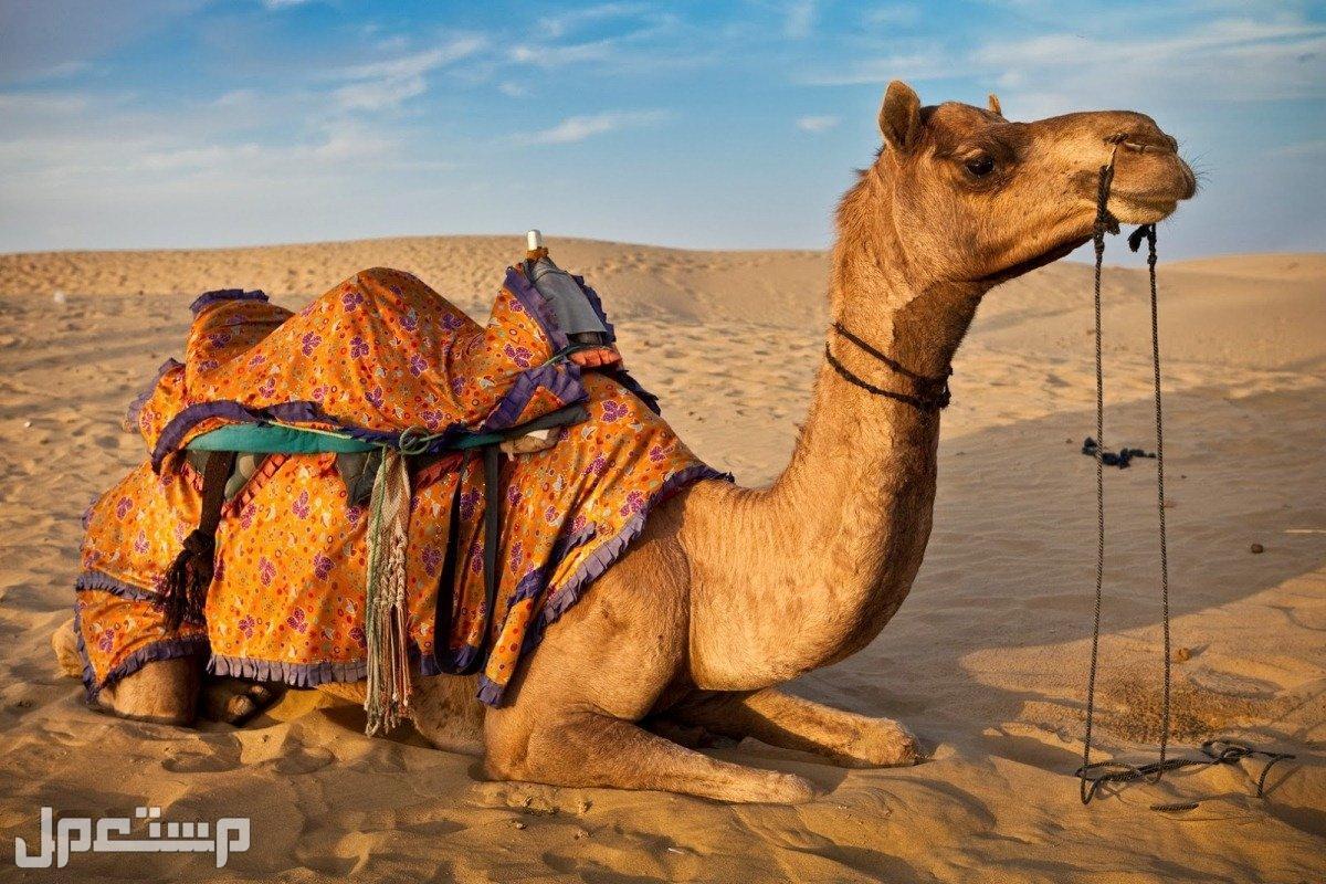تفسير رؤية الجمل في المنام للرجل والمرأة .. هل خير أم شر؟ تفسير رؤية الجمل في المنام للرجل والمرأة .. هل خير أم شر؟
