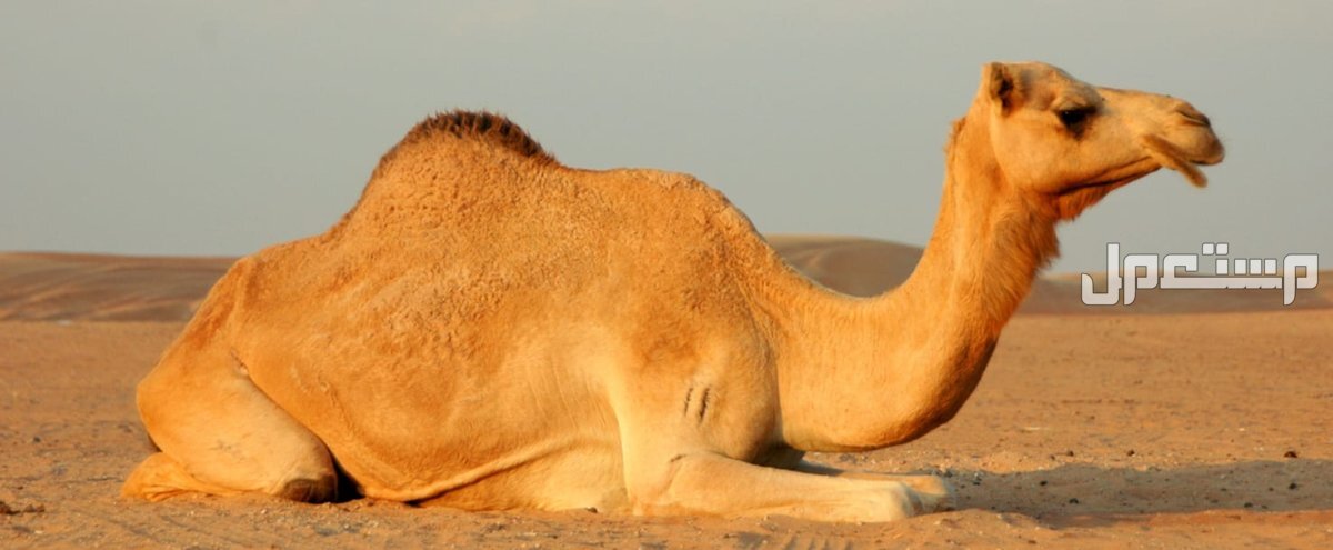 تفسير رؤية الجمل في المنام للرجل والمرأة .. هل خير أم شر؟ تفسير حلم رؤية الجمل في المنام للرجل