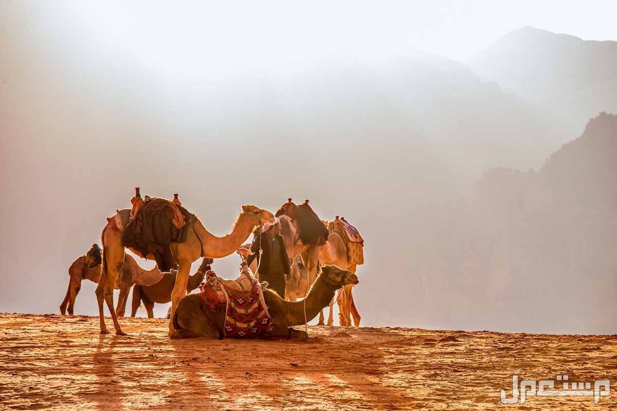 تفسير رؤية الجمل في المنام للرجل والمرأة .. هل خير أم شر؟ تفسير حلم رؤية الجمل في المنام للمرأة العزباء