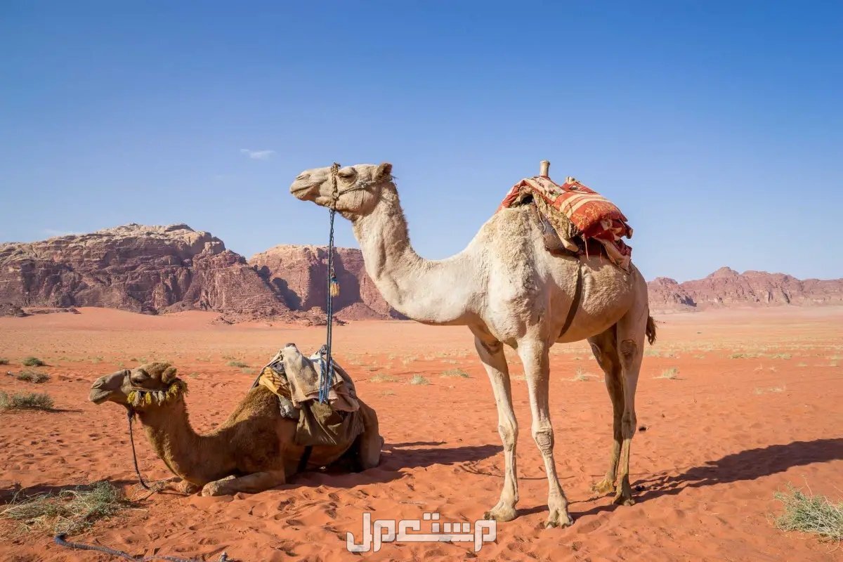 تفسير رؤية الجمل في المنام للرجل والمرأة .. هل خير أم شر؟ تفسير رؤية الجمل في المنام لابن سيرين