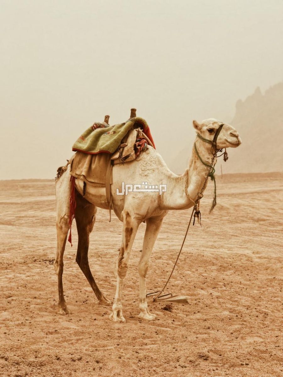 تفسير رؤية الجمل في المنام للرجل والمرأة .. هل خير أم شر؟ تفسير حلم رؤية الجمل في المنام