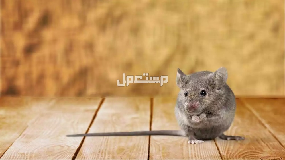ما تفسير حلم الفار​ في المنام لابن سيرين؟ تفسير ابن سيرين والنابلسي لرؤية الفأر في المنام