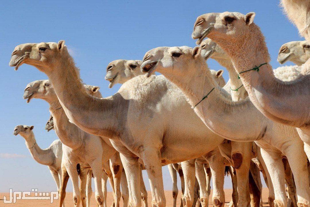 تعرف على أسماء الإبل حسب أعمارها وأصولها بالصور ما هي أنواع الإبل الأصيلة؟