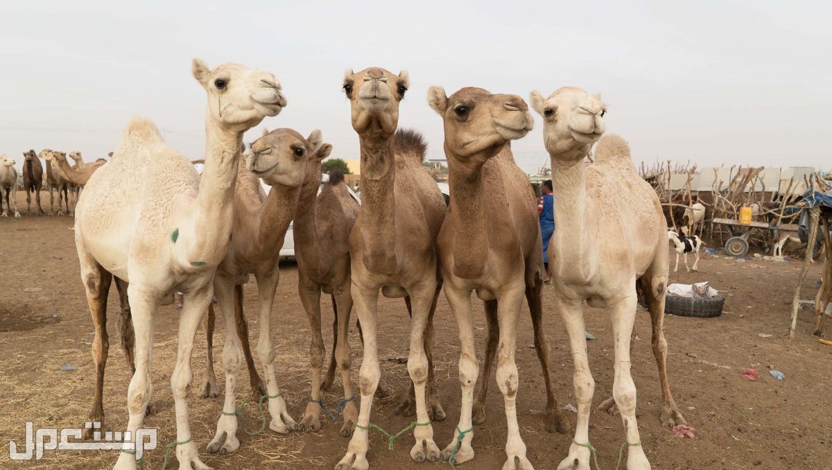 تعرف على أسماء الإبل حسب أعمارها وأصولها بالصور أسماء الجمال الأصايل عند العرب