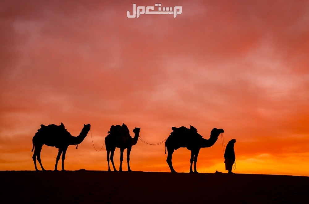 تعرف على أسماء الإبل حسب أعمارها وأصولها بالصور تربية الإبل بشكل صحيح