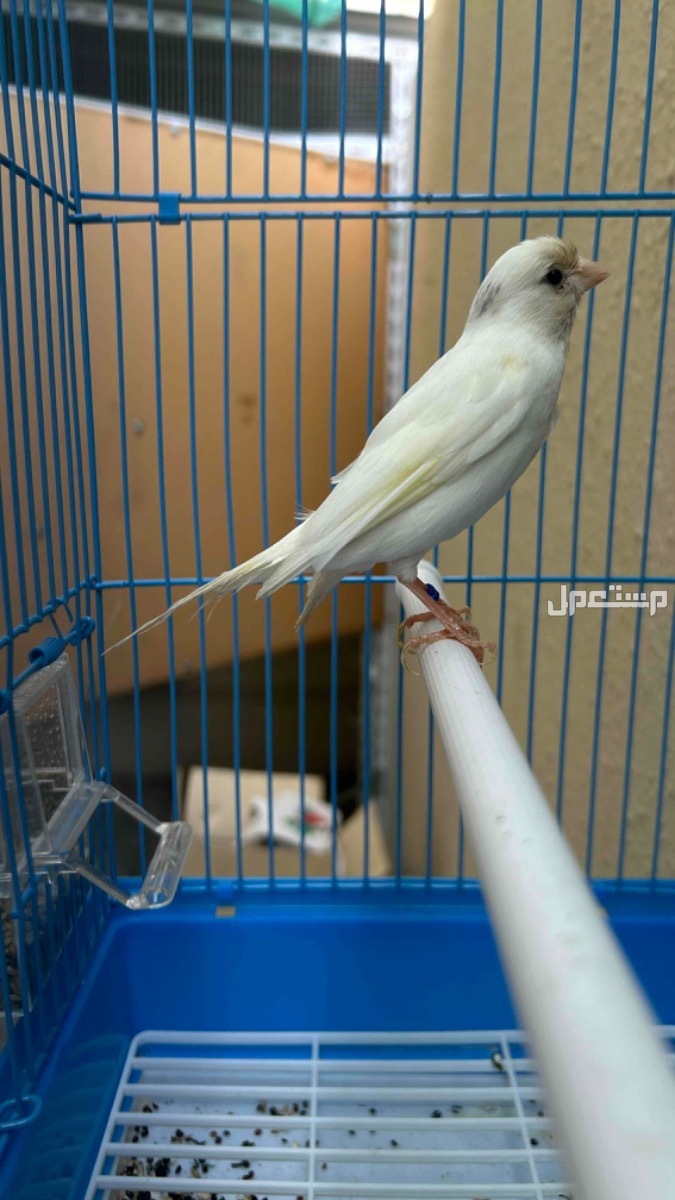 الفيصلية