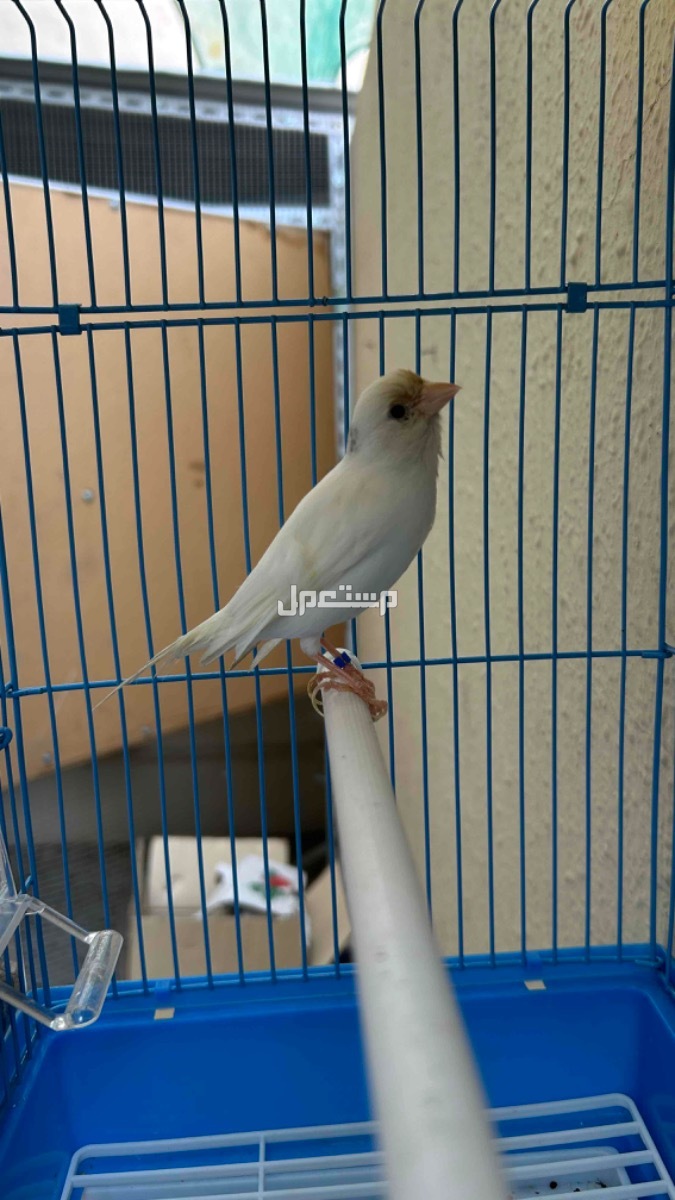 الفيصلية