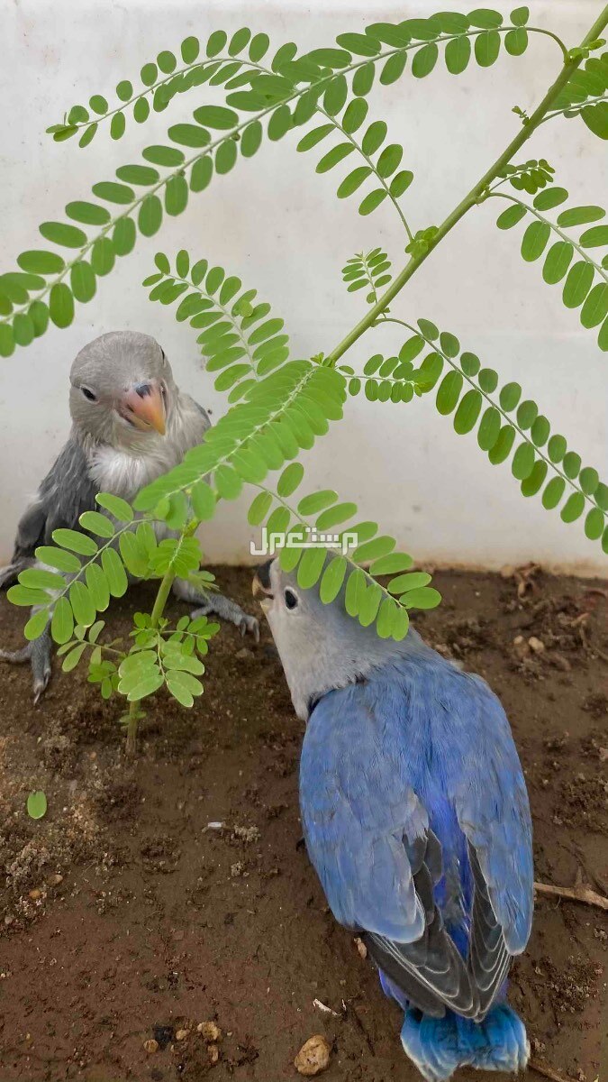 روز