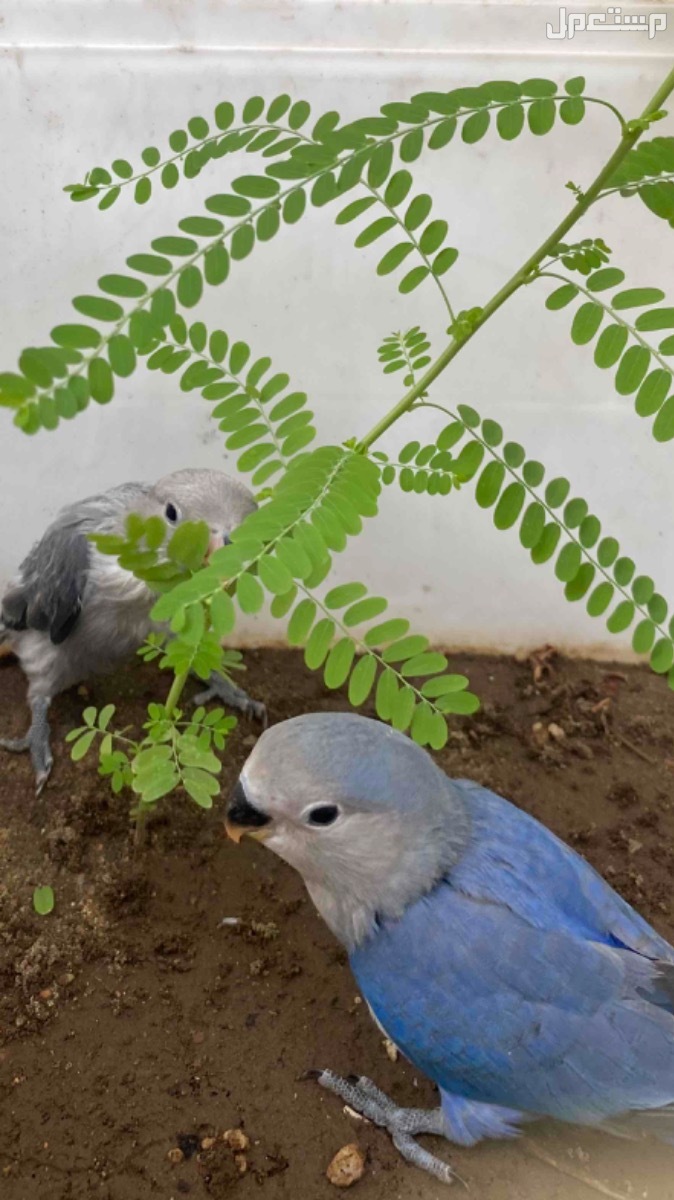 روز