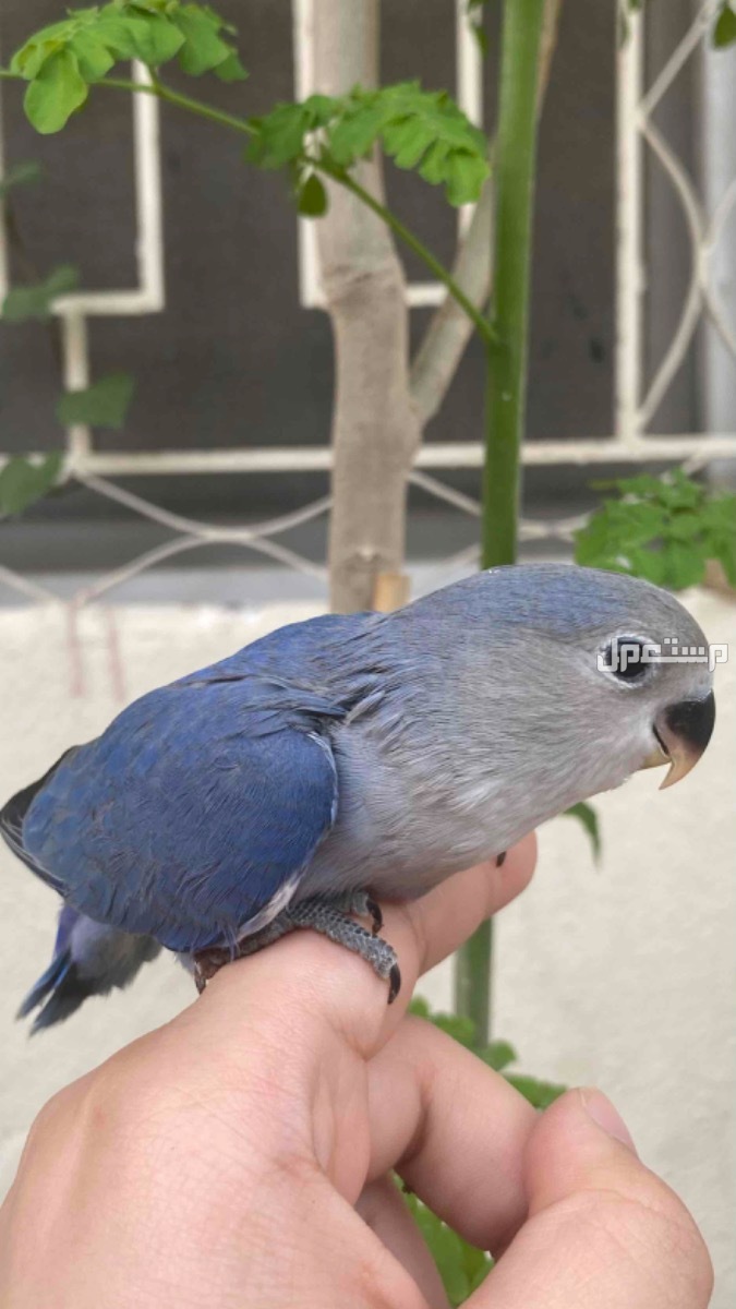 روز
