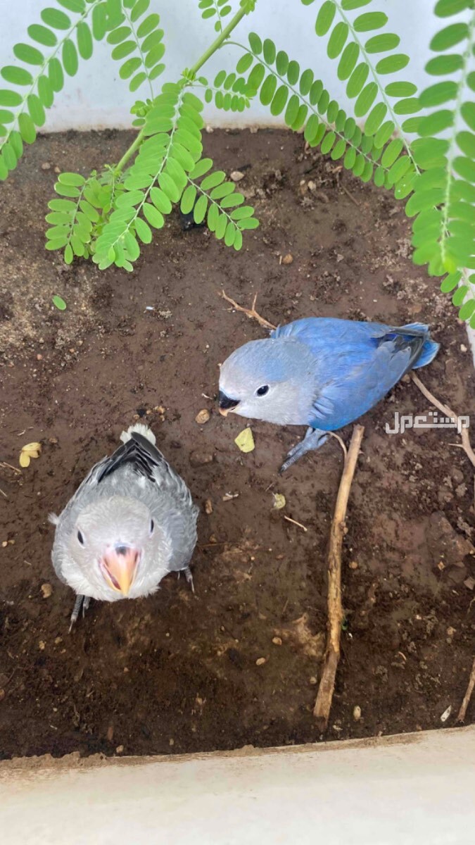 روز