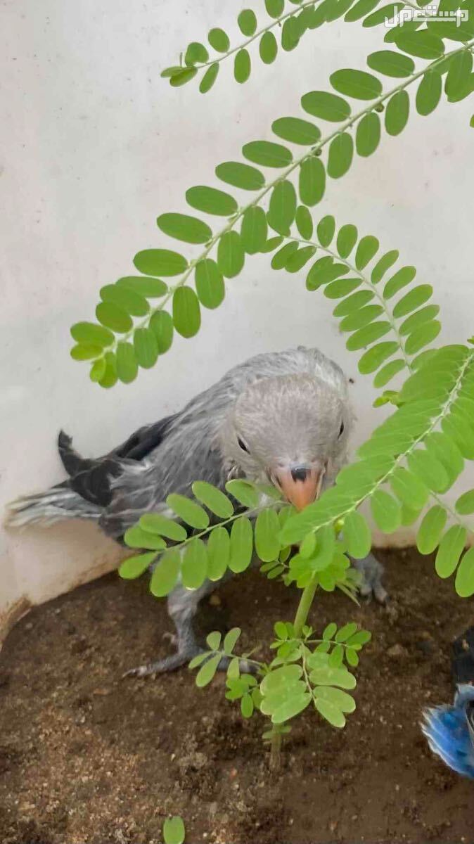 روز