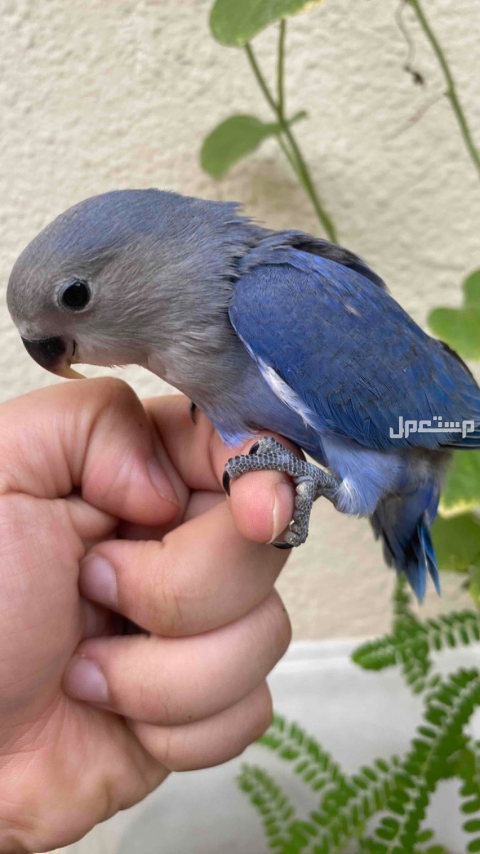 روز