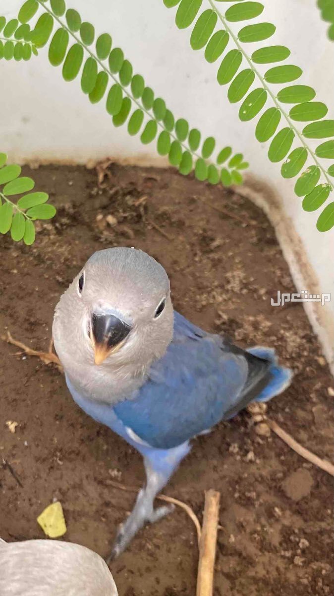 روز