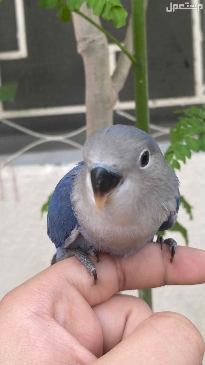 روز