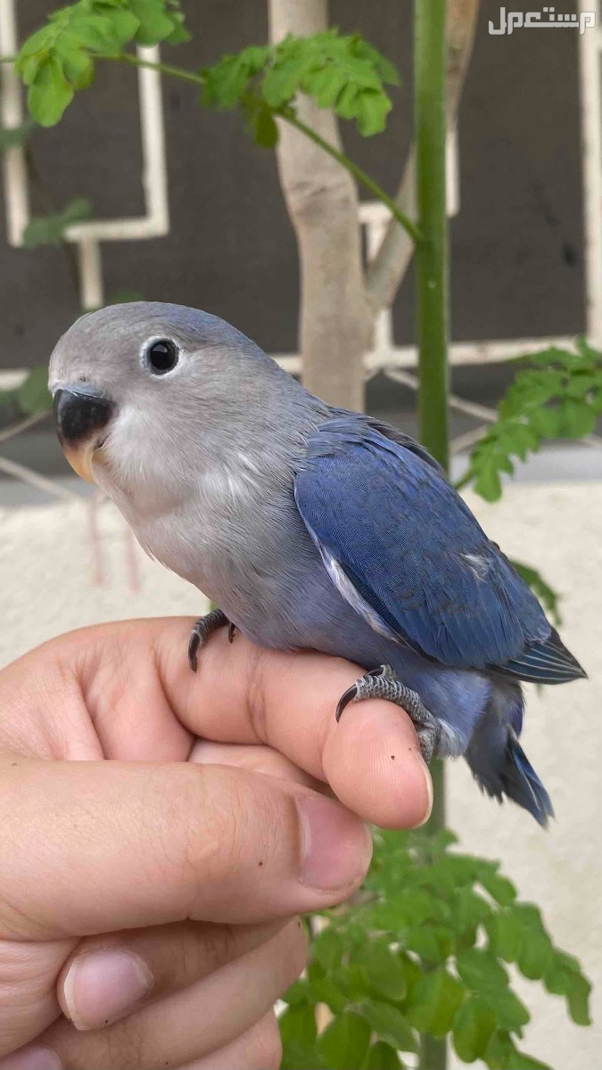 روز