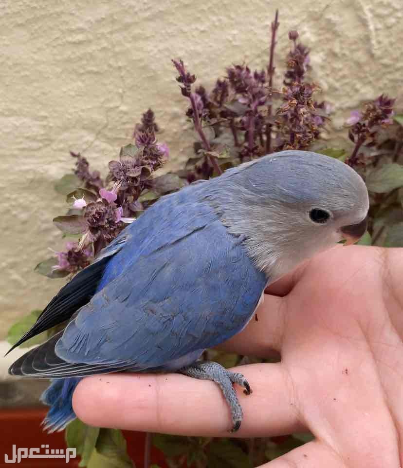 روز