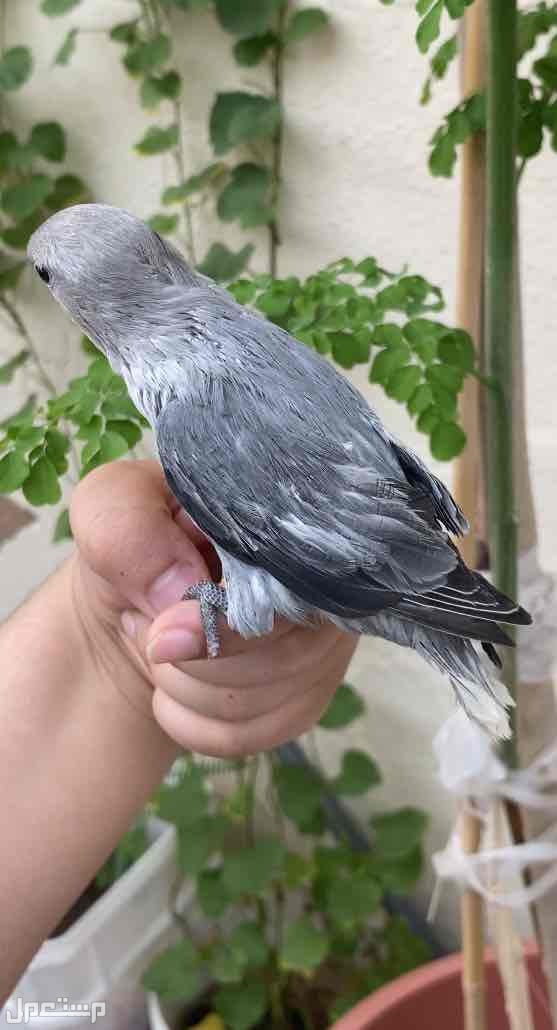 روز
