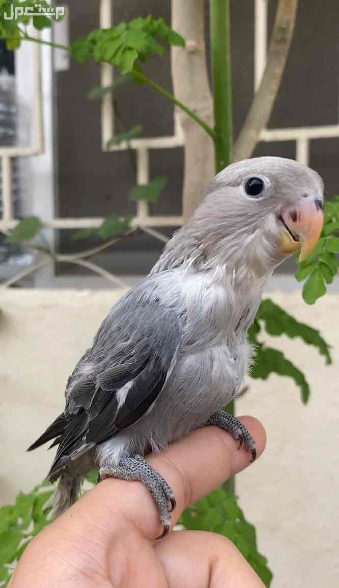 روز