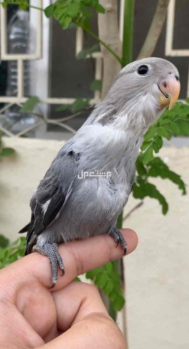 روز