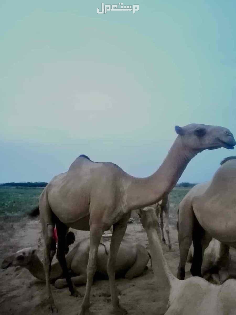 ناقة جنب للبيع في جيزان