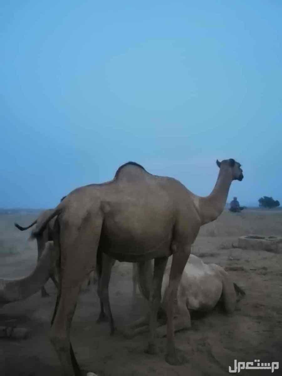 ناقة جنب للبيع في جيزان