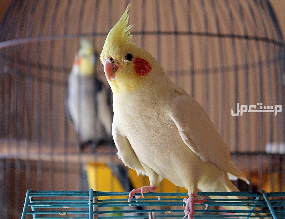 أنواع العصافير المنزلية 2025.. واسمائها بالصور أنواع العصافير المنزلية 2025.. واسمائها بالصور