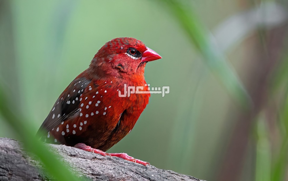 أنواع العصافير المنزلية 2025.. واسمائها بالصور طائر الفراولة