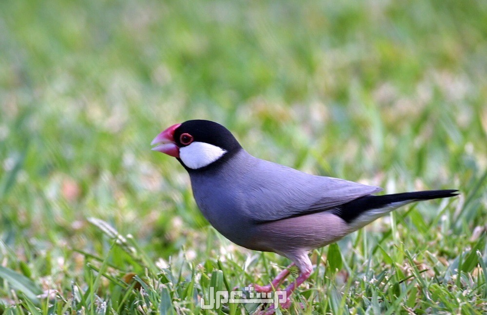 أنواع العصافير المنزلية 2025.. واسمائها بالصور عصفور جاوا