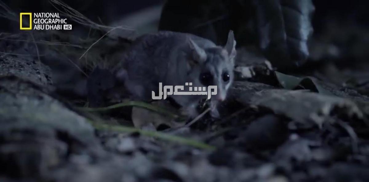 تسجيل الكتب الصوتية/الروايات باللغة العربية الفصحى باحترافية