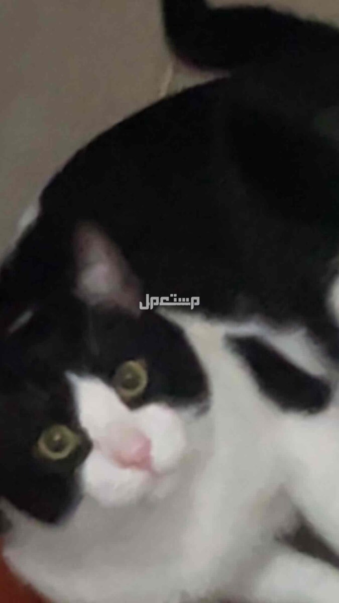 جده السلامه