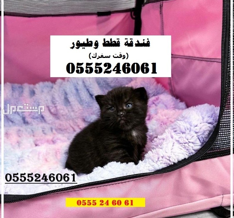 فندقة وقت سفرك 6061 24 0555 قطط وطيور - شاهد التقييم - الرياض