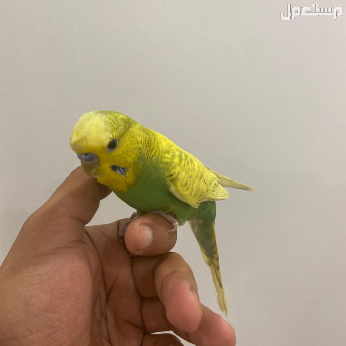 ذكر بادجي أليف