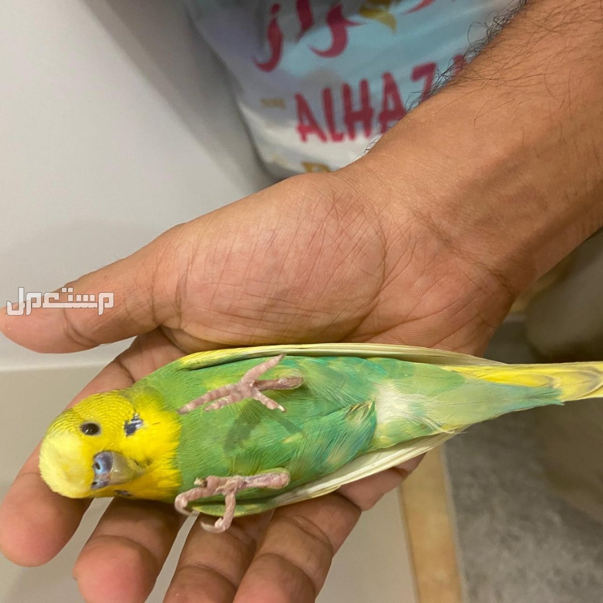 ذكر بادجي أليف