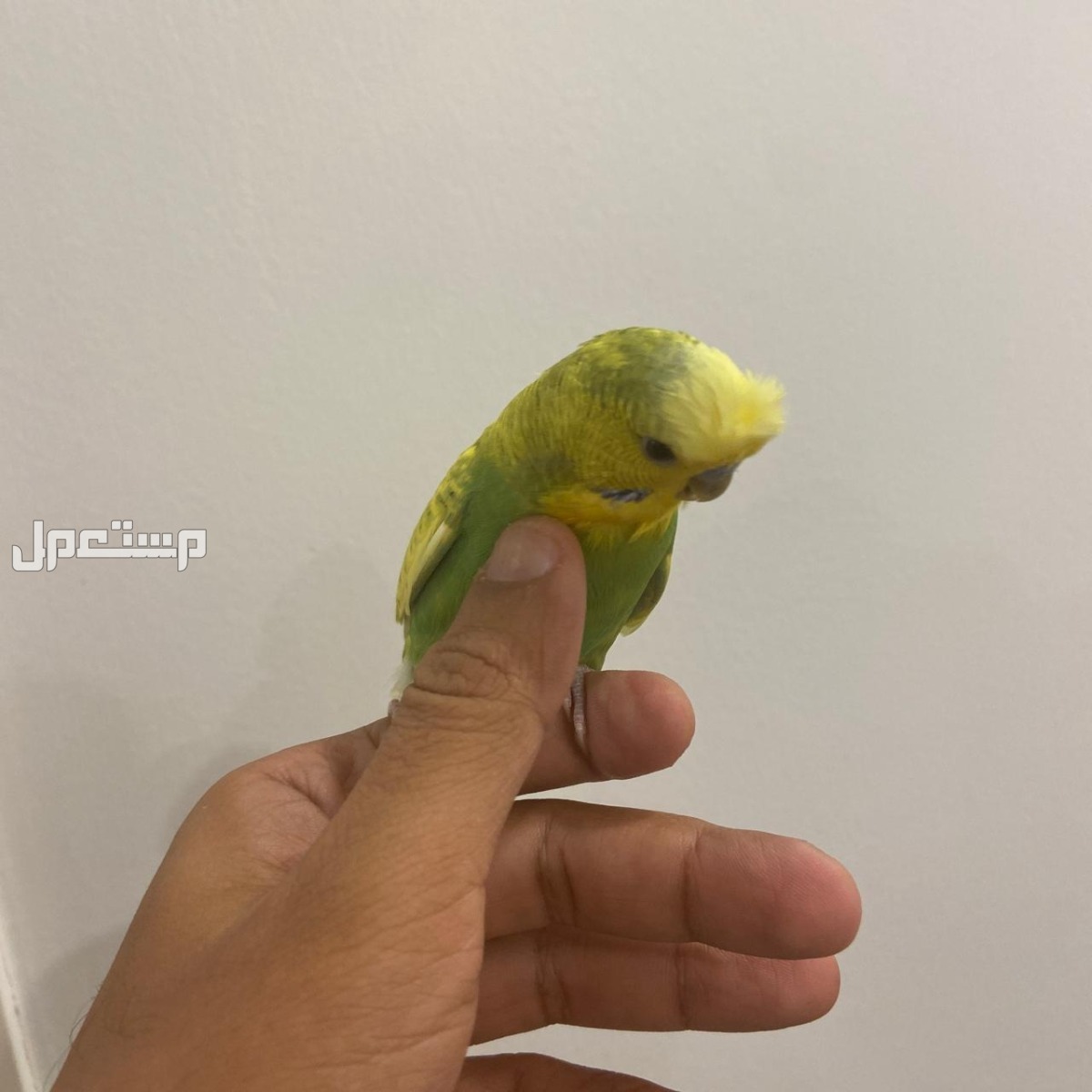 ذكر بادجي أليف